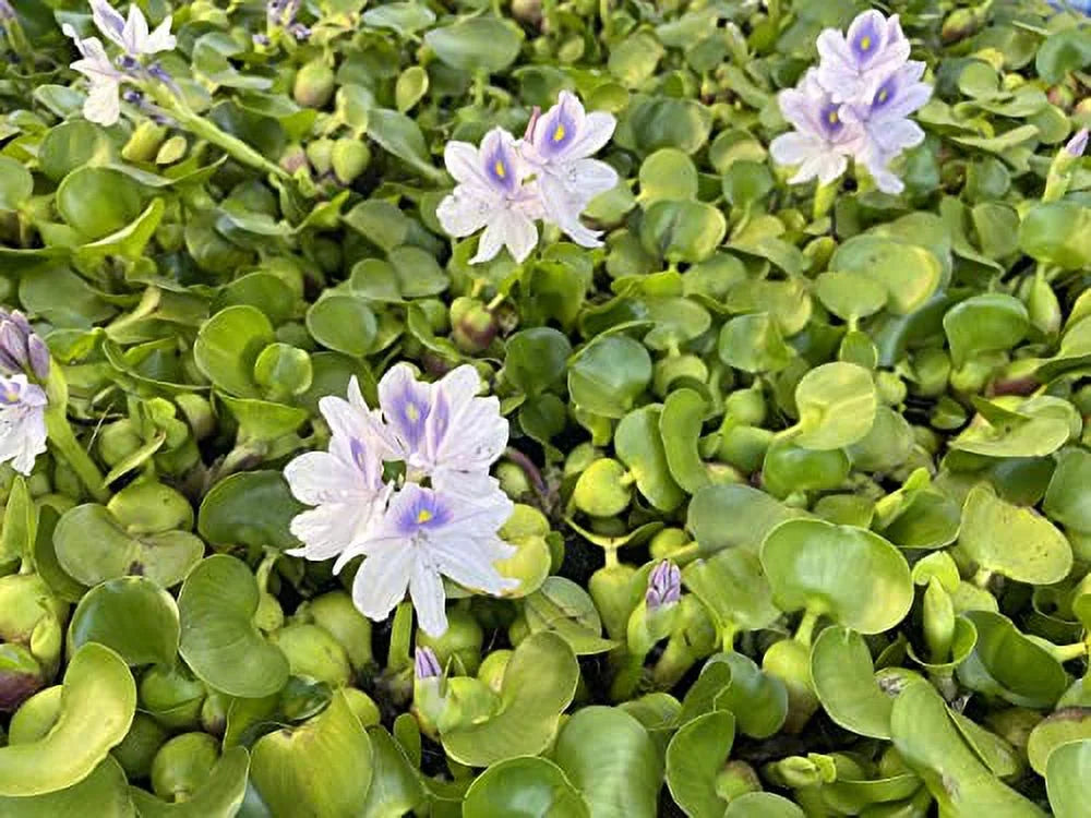5 Water Hyancinth - Floating Water Garden Pond Plant