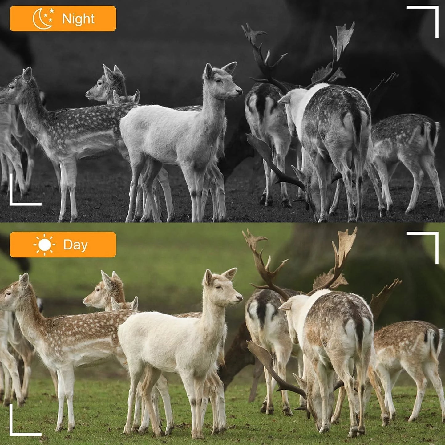 Wireless WiFi Game & Trail Camera 30MP Photo Real 4K Video Night Vision Motion Activated Waterproof Time Lapse Wildlife Hunting & Home Security, View Picture & Video on Cell Phone