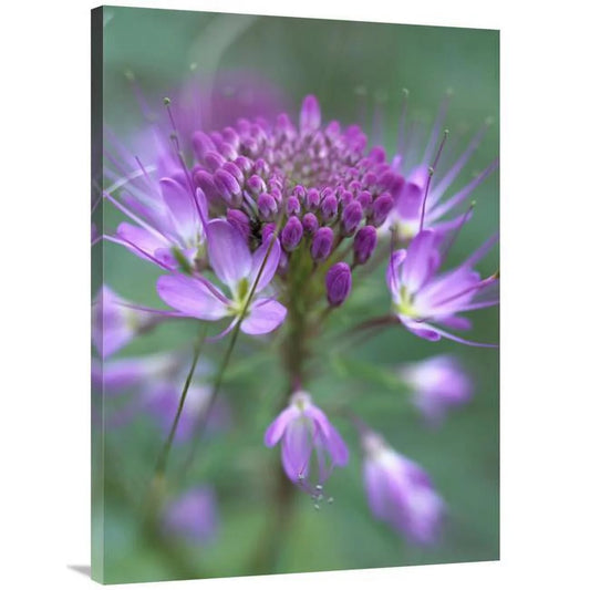 30 x 40 in. Rocky Mountain Bee Plant Flower, Top-notch Sand Dunes National Monument, Colorado Art Print - Tim Fitzharris
