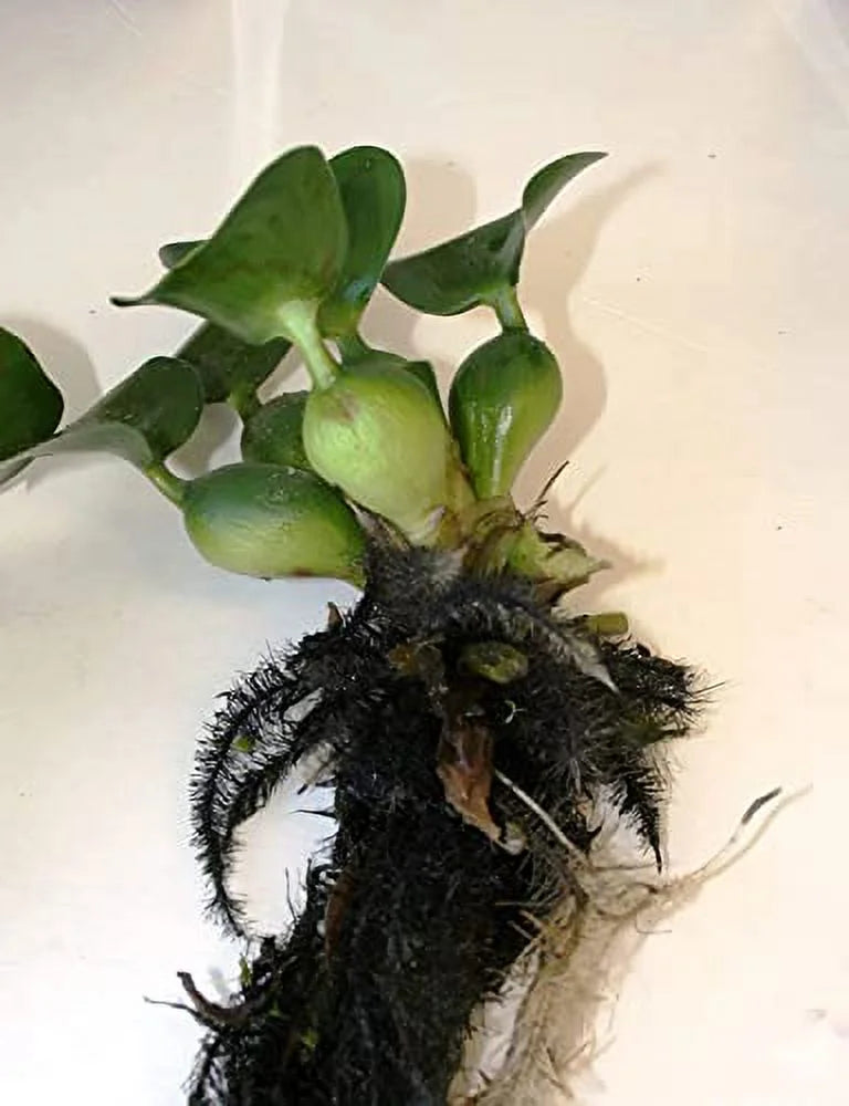 5 Water Hyancinth - Floating Water Garden Pond Plant